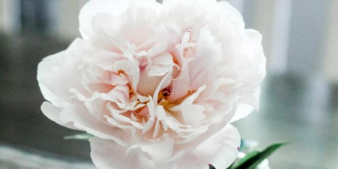 a white peony flower in a jar