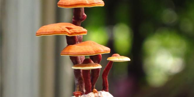 reishi mushrooms growing in a bonsai shape
